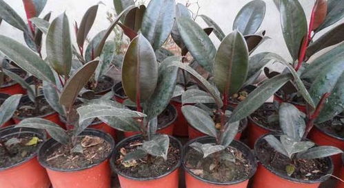 橡皮树扦插生根快的方法有哪些？