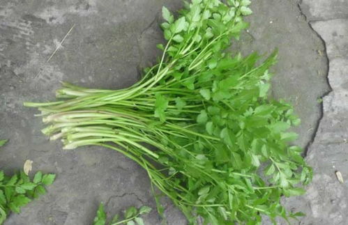 芹菜耐低温极限是多少？揭秘芹菜最低耐寒温度！