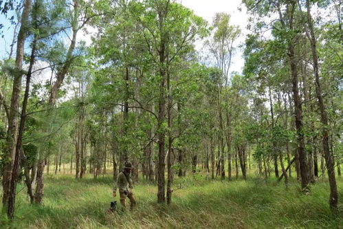 塔柏的寿命之谜