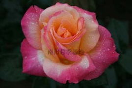 玫瑰与月季：两种花朵的细微差别