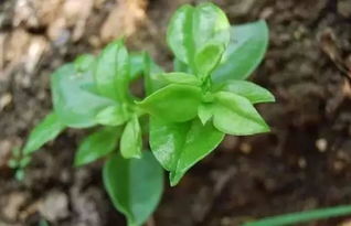 木耳菜，营养又美味