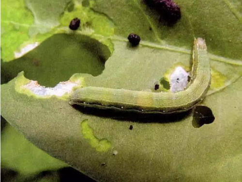 农业科普：如何提高甲维盐杀虫效果？记住这四个配方， 大小虫通杀