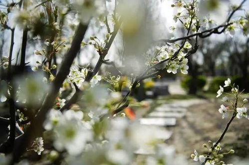 梨花的美丽传说