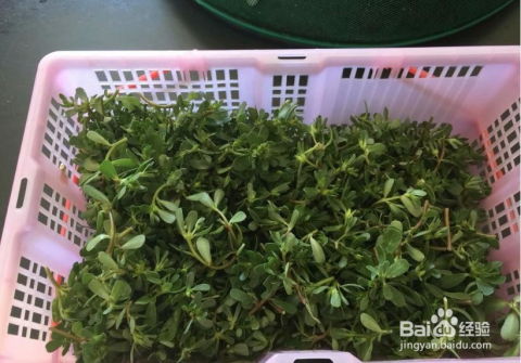 马齿苋怎么做最营养健康？