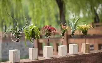 无根植物如何存活？在水中生长真的可行吗