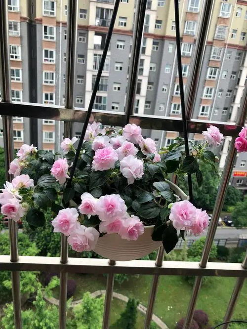 重瓣凤仙花的养护与开花技巧