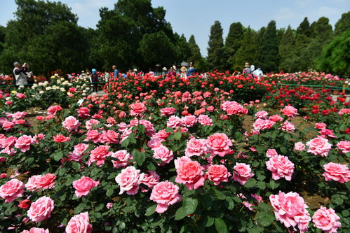 适合种植的地区