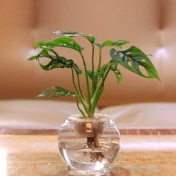 如何根据苔藓水培养殖技巧，打造一个既美观又易于养护的长尾苔藓鱼缸造景