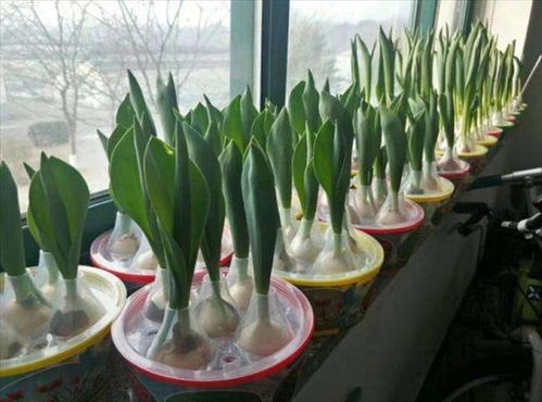 菖蒲的种植方法