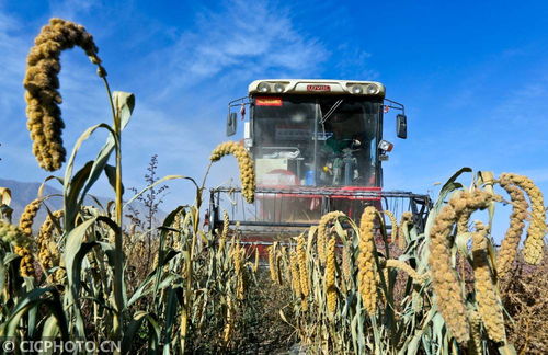 百草枯：一把双刃剑