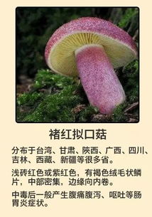 揭秘蘑菇养殖秘籍:掌握关键技巧与注意事项,轻松打造蘑菇农场!
