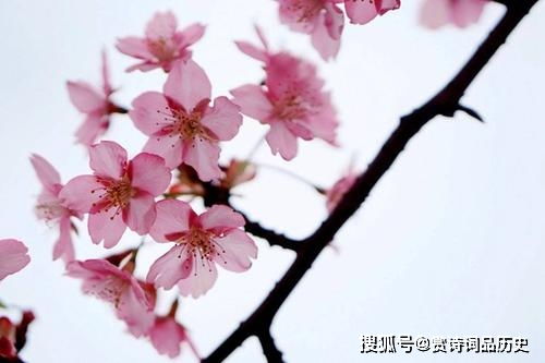 桃花魅力：如何捕捉春日浪漫？