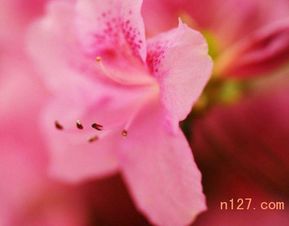 毛鹃在山东的种植问题