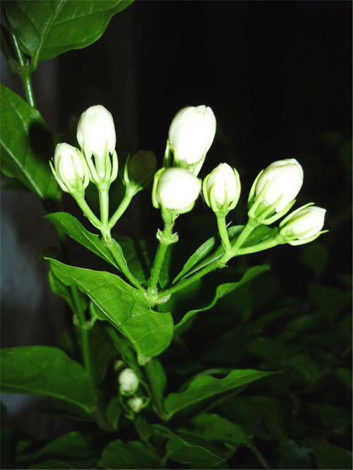 独家数据：混种比单种开花量多30%！去年试了金盏菊+矢车菊， 黄蓝撞色，成本省了80%，朋友圈点赞多200%