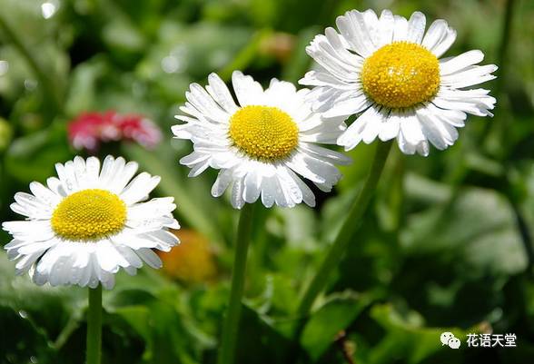福建三明红运非洲菊批发