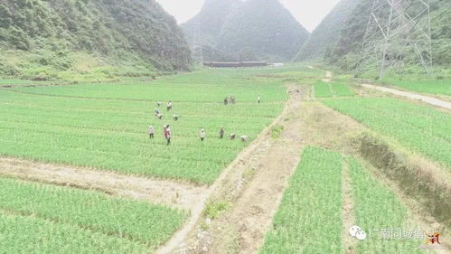 大坝镇的烘干车间与三包服务