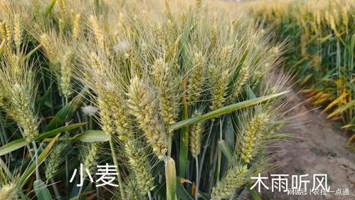 小麦种植底肥选择哪种肥料效果最佳