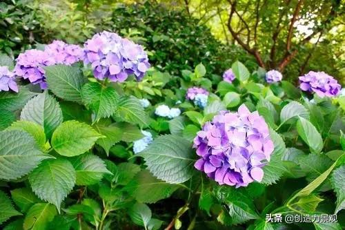 “北方绣球花冬季如何养护才能有效保护嫩芽不被冻伤