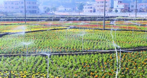 华中农业大学2025年新品种：耐晒节水新秀