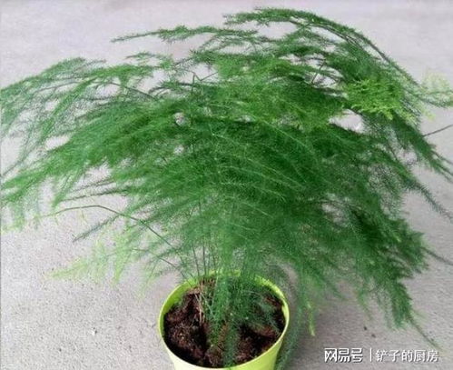 文竹如何养护才能长得又粗又壮？