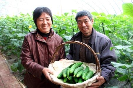 冬天到了黔北农村的菜园子咋办？