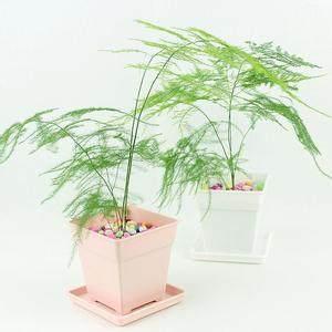 “文竹修剪技巧，如何让文竹更茂盛