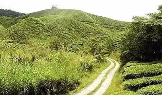 在荒漠化丘陵种植，哪种草种存活率蕞高？