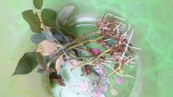 根系受损， 恢复时间较长