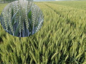 新疆巴里坤的气候特点