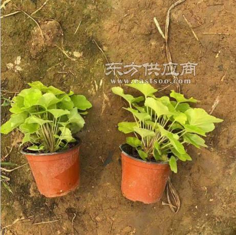 除虫菊栽培技巧：老药农的秘方