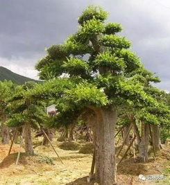 常见花灌木品种， 让你挑选