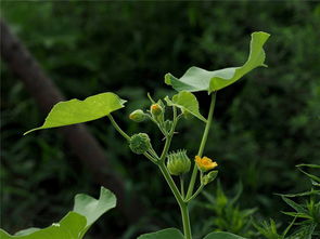 第三步：手摸感觉