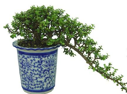 金枝玉叶的恢复生机