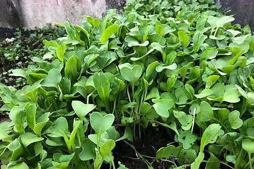 紫苏苗为何总是枯萎？揭秘窗台植物生存之谜