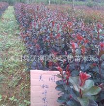 朝阳椿， 绿意盎然