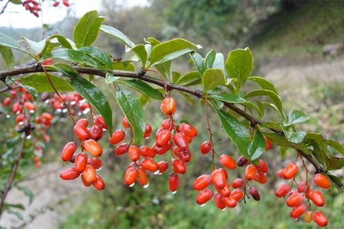 寒冷地区的“小气候”