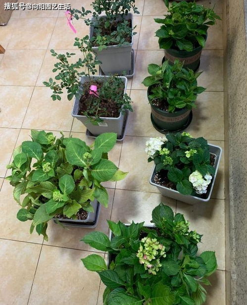 花卉车间日常生产流程包括种植、浇水、施肥、修剪、病虫害防治等环节