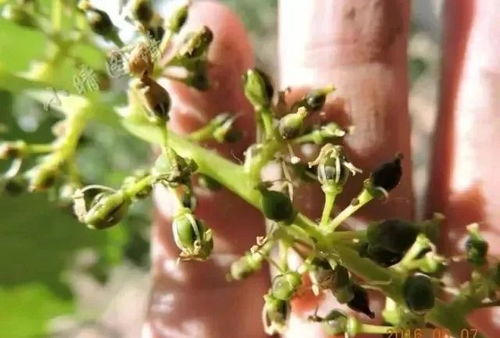 防治措施：对症下药， 呵护梅花