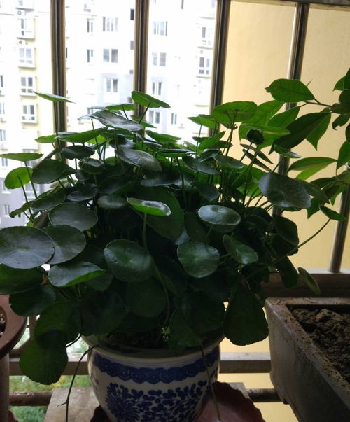 铜钱草冬防寒，室内过冬更安心！