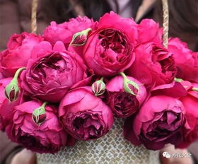 月季的多样性与种植优势