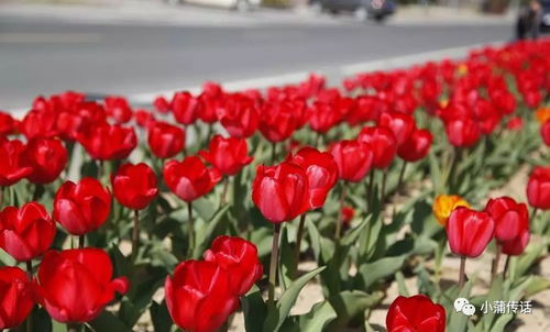 阳光， 她的小太阳