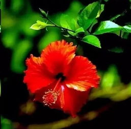 欧月：四季常开的花中精灵