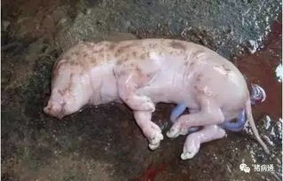 如何识别导致母猪流产、死胎和木乃伊胎的疾病