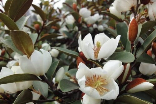“春暖花开，百种花名藏其中
