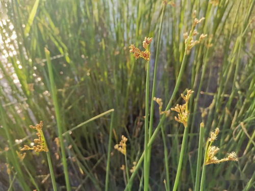 水杉+灯芯草：南方的清凉组合