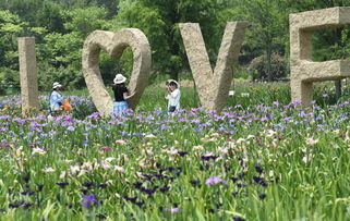 西伯利亚鸢尾：五彩斑斓的花朵，四季常青的传说？