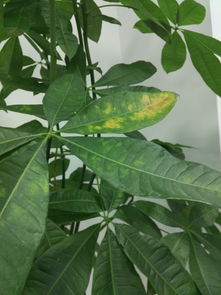 发财树叶子发黄快死了叶子变黄急需救治