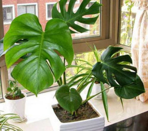 玉肥适合什么植物？用对了才能养好花