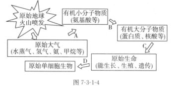 异养需氧型生物有哪些？请详细解释异养型和自养型的区别。