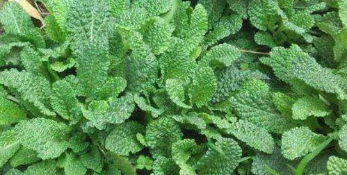 大力士饲用植物的特性